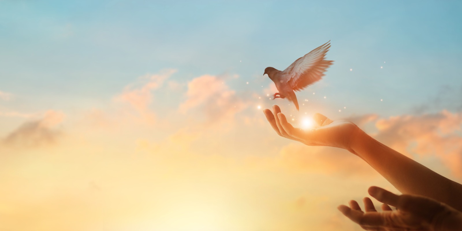 wellnesscounsellor